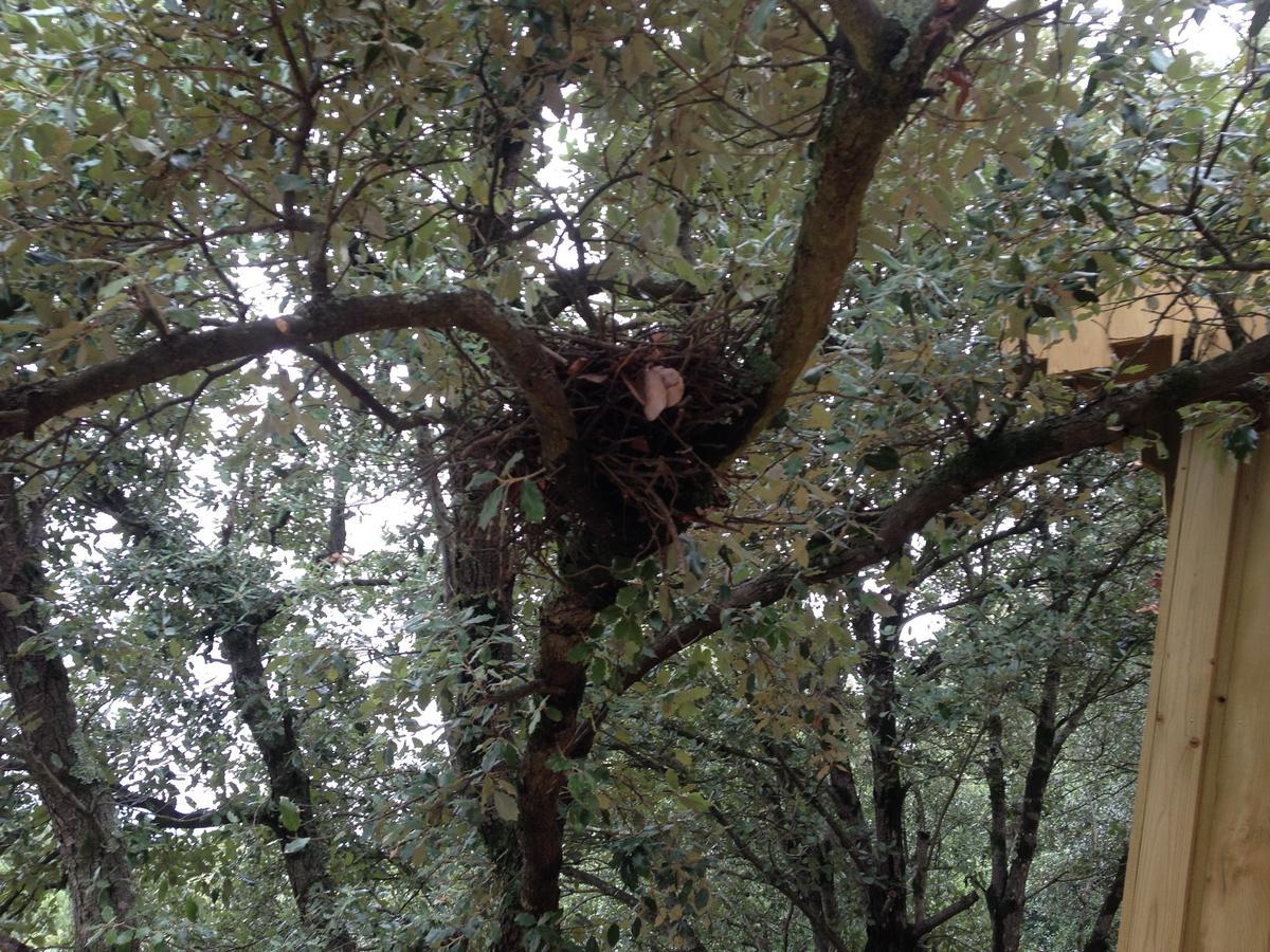 Villedubert Les Cabanes Dans Les Bois Logis Hotel מראה חיצוני תמונה